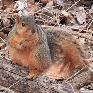 squirrel looks alert as it sits up