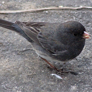 black-eyed junco eats a seed