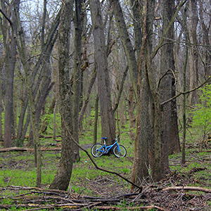 April 10th, 2016 Blue bike in the woods