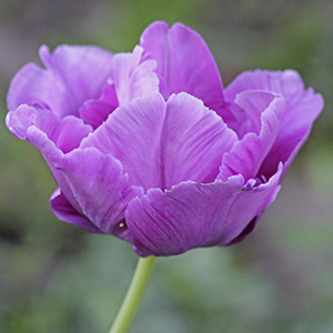 Blue Parrot Tulip