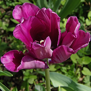 Blue Parrot Tulip