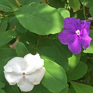 Yesterday, Today, and Tomorrow bush (Brunfelsia pauciflora) bush in Washington Park botanical garden