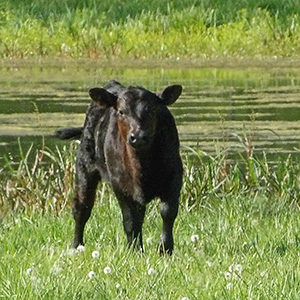 A calf stares at us as we drive along Irwin Bridge Road
