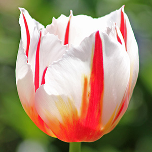 Camargue tulip on April 16th