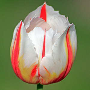 Camargue tulip on April 16th