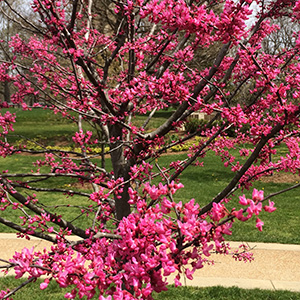 pink redbud blossoms in Washington Park on April 18th