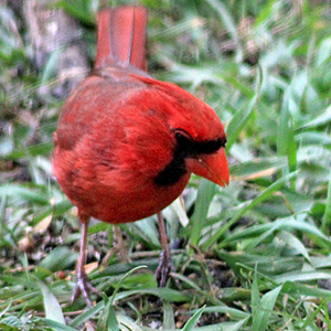 Cardinal