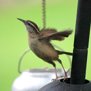 Carolina Wren