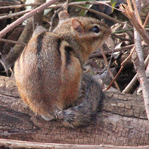 chipmunk sitting on a fallen branch
