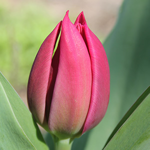 April 2016 Christmas Marvel Tulip