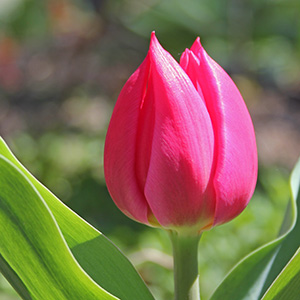 April 2016 Christmas Marvel Tulip