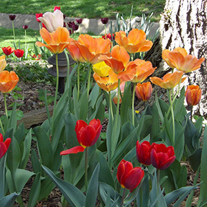 Flowers in our backyard on April 23rd