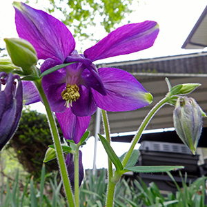 Columbine