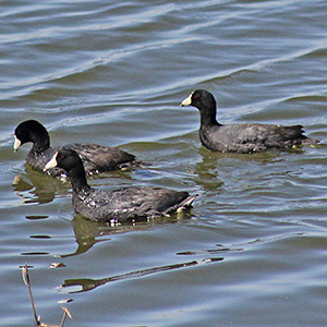 Coots in the Illinois River