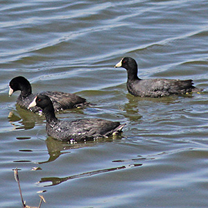 Coots in the Illinois River