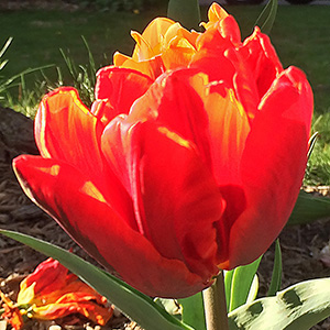 Couleur Cardinal tulips