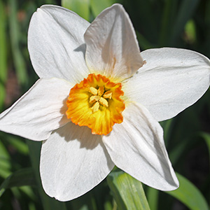 narcissus flower