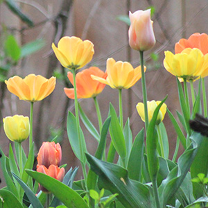 Daydream tulips and Prinses Irene tulips and Apricot Beauty tulips on April 20th