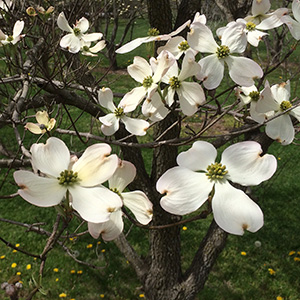 dogwood blossoms