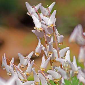 Dutchman's Breeches growing at Chautauqua National Wildlife Refuge on April 17th, 2016