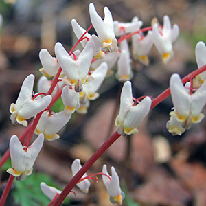 Dutchman's Breeches 荷蘭人的馬褲 growing south of Springfield on April 10th, 2016