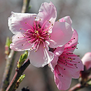 Peach blossoms