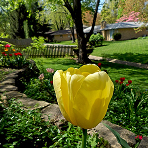 A yellow tulip on April 23rd, possibly an Elsie Eloff