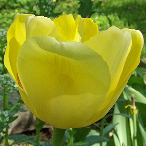 A yellow Elsie Eloff tulip on April 25th