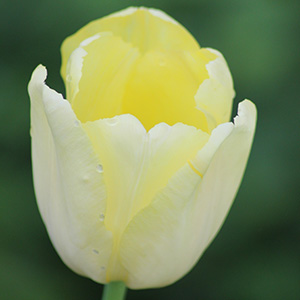 Elsie Eloff tulip on April 28th