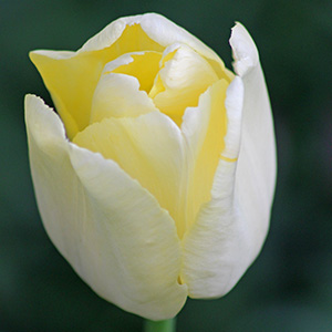 Elsie Eloff tulip on April 28th