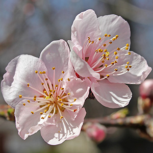 first peach blossoms of the year