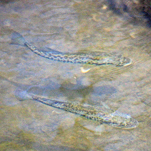 Fish in a small stream feeding into the Illinois River on April 17th