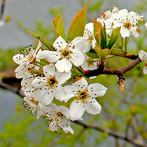 Trees in blossom along Lake Springfield