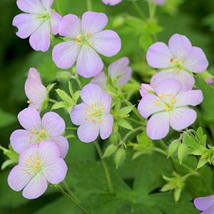 Flowers in our backyard on April 28th