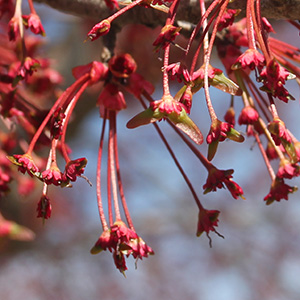 Maple tree red flowers are transforming into helicopter seeds