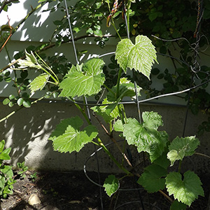 One of our grape vines on April 23rd