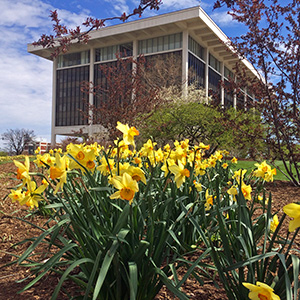 Horace Mann headquarters in Springfield on April 5th with daffodils