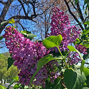 Lilacs on April 17th, in Havana