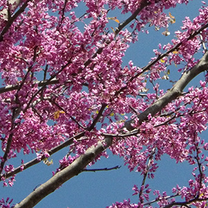 Redbud blossoms