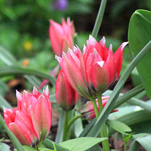 Little Beauty tulips on April 20th