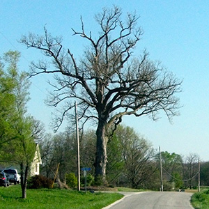 The Oak at Lone Oak Circle off of State Park Road