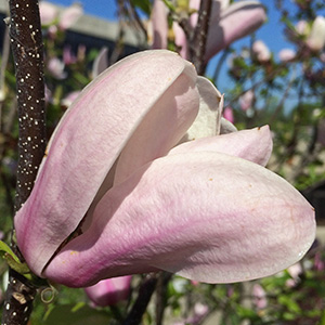 Magnolia blossom at UIS campus