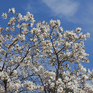 white magnolia blossoms against a blue sky