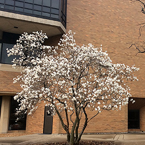 small white magnolia tree with Brookens Hall behind it