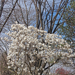 white magnolia in bloom with bare branched trees behind it looming much taller
