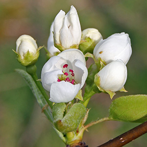 Peach blossoms