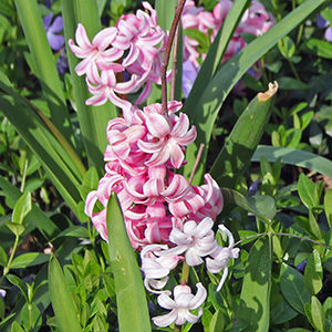 Peach blossoms