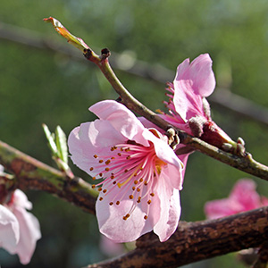 Peach blossoms