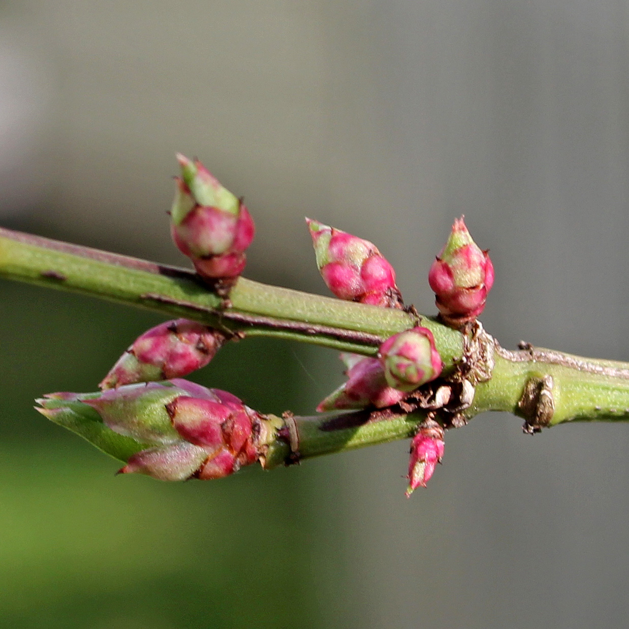 Peach blossoms