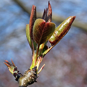 Peach blossoms